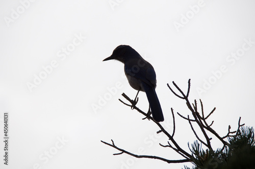 blackbird on a branch