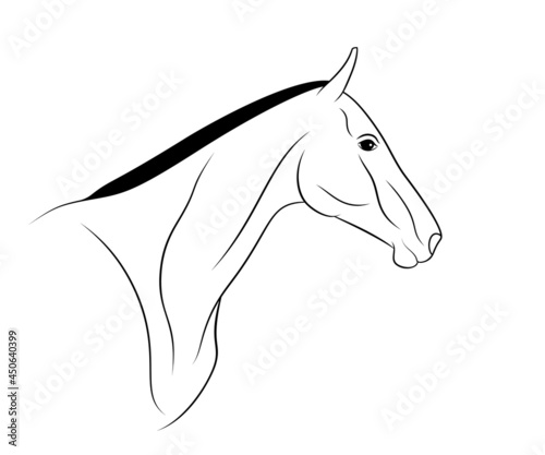 Akhal-Teke horse portrait is on a white background.
