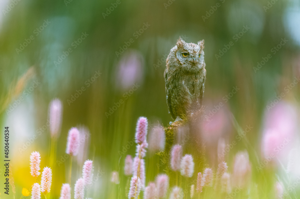 Fototapeta premium A very rare Eurasian Scops Owl (Otus scops) sitting on a tree trunk in a flowering meadow. Beautiful green bokeh, shallow depth of field.