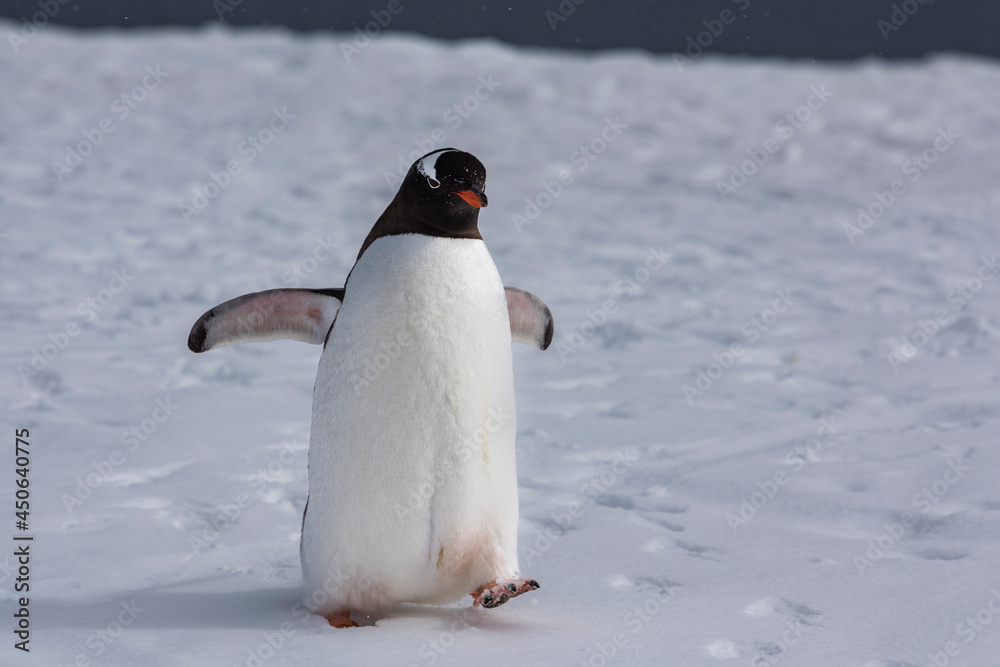 Fototapeta premium Gentoo penguin after a bath