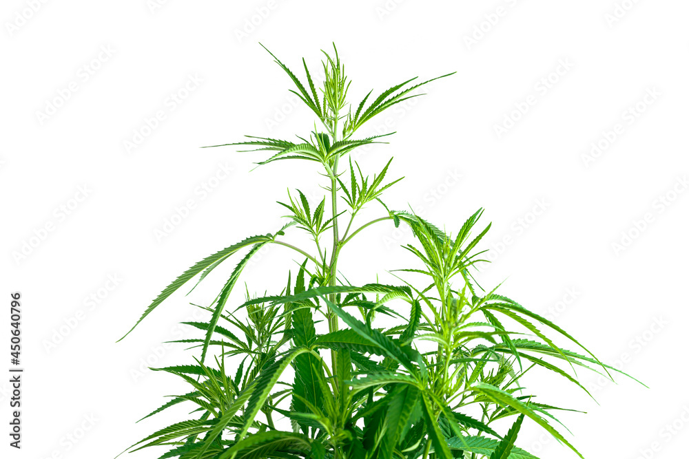 Cannabis or hemp isolated on white background. Cannabis or hemp isolated on white background.
