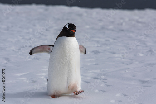 Gentoo penguin after a bath