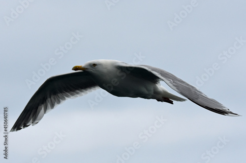 Seagull in gliding flight