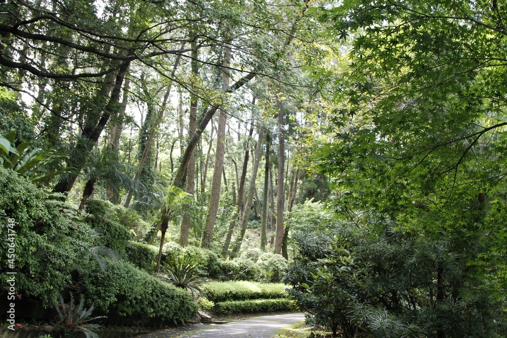 Obraz premium Kiefernwaldgelände