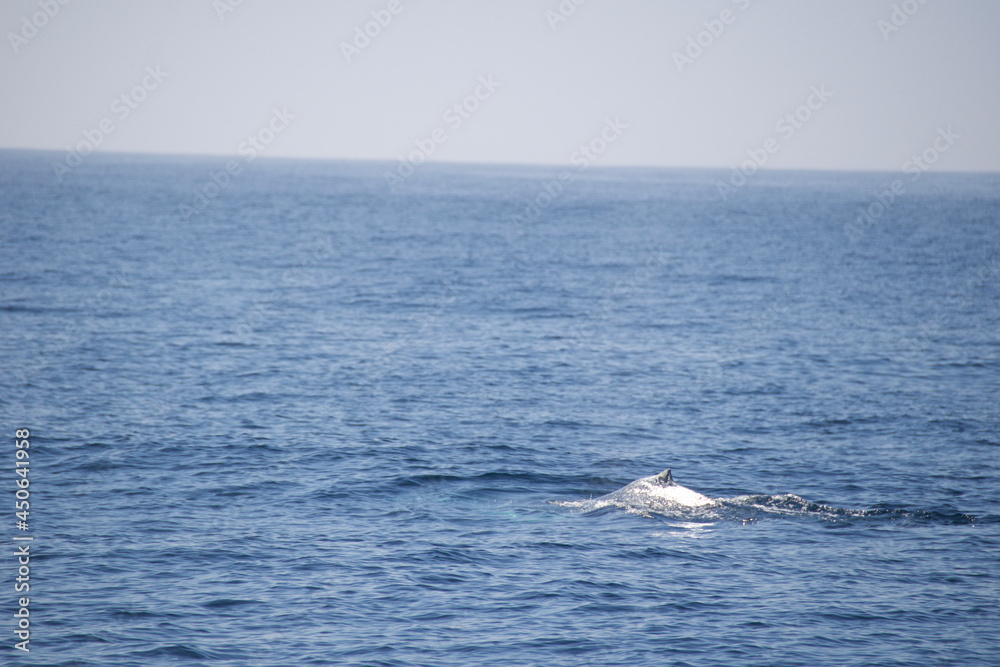 humpback tail humpback tail