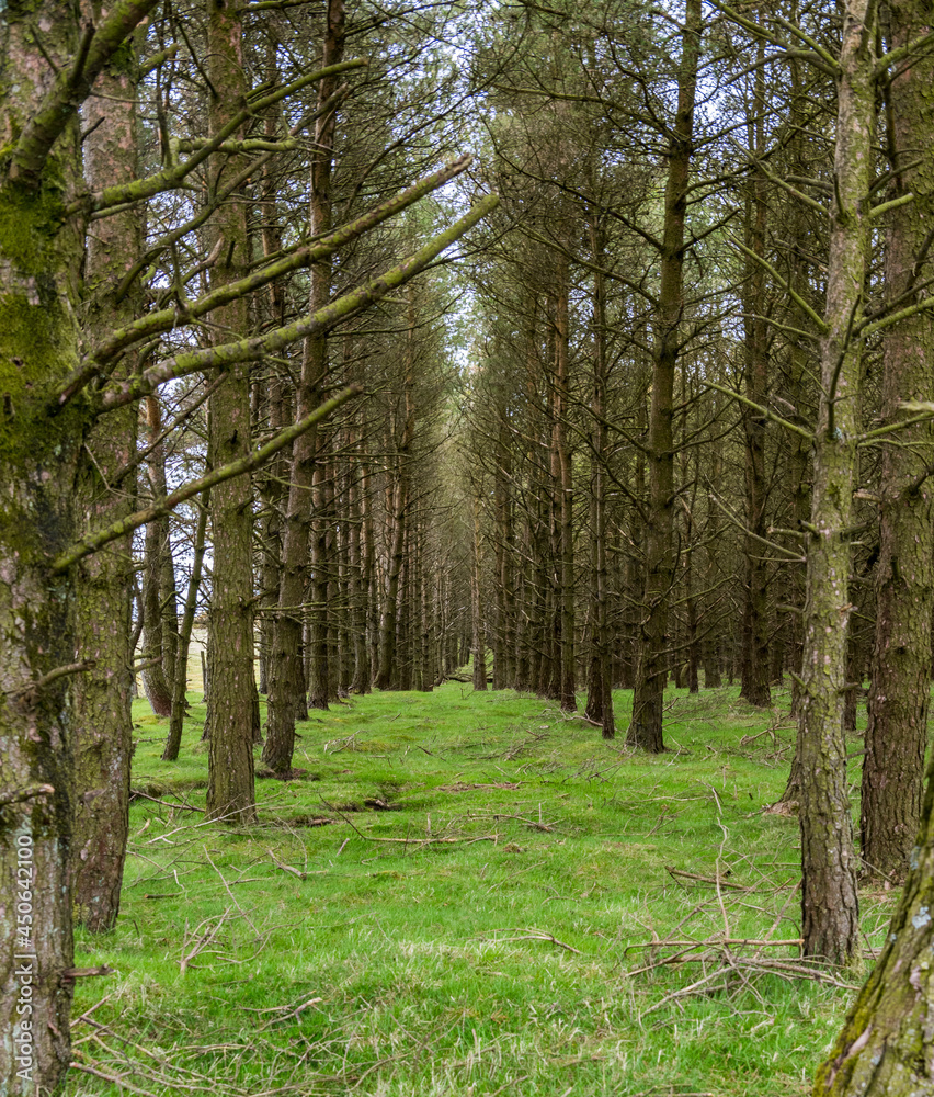 Obraz premium Pine Forest