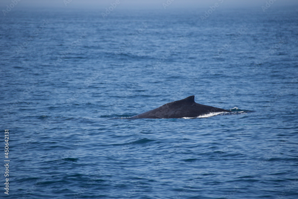 Fototapeta premium humpback tail