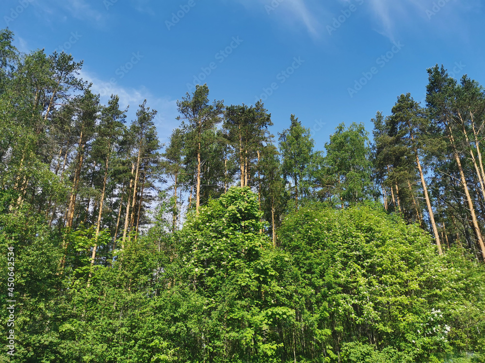 Deciduous trees and ship pines against a beautiful sky with feathery clouds on a hot summer day. Deciduous trees and ship pines against a beautiful sky with feathery clouds on a hot summer day.