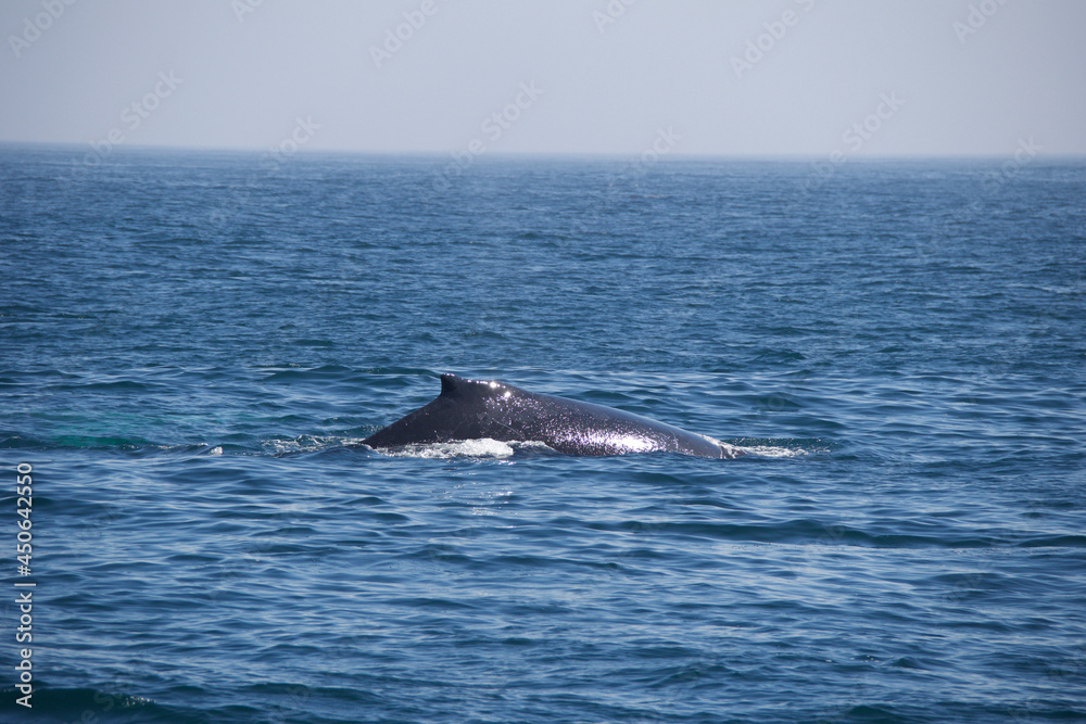 Fototapeta premium dolphin in the water