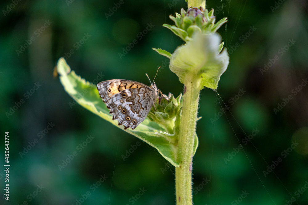 Obraz premium butterfly on a flower