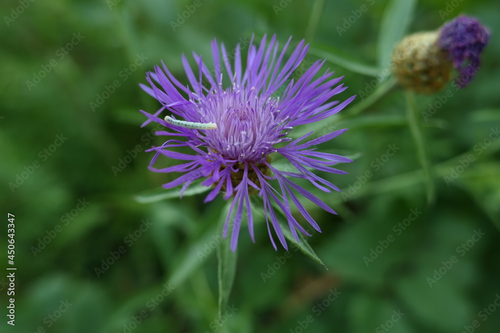 Purple flower, macro photography, isolated on a green background. Purple flower, macro photography, isolated on a green background.