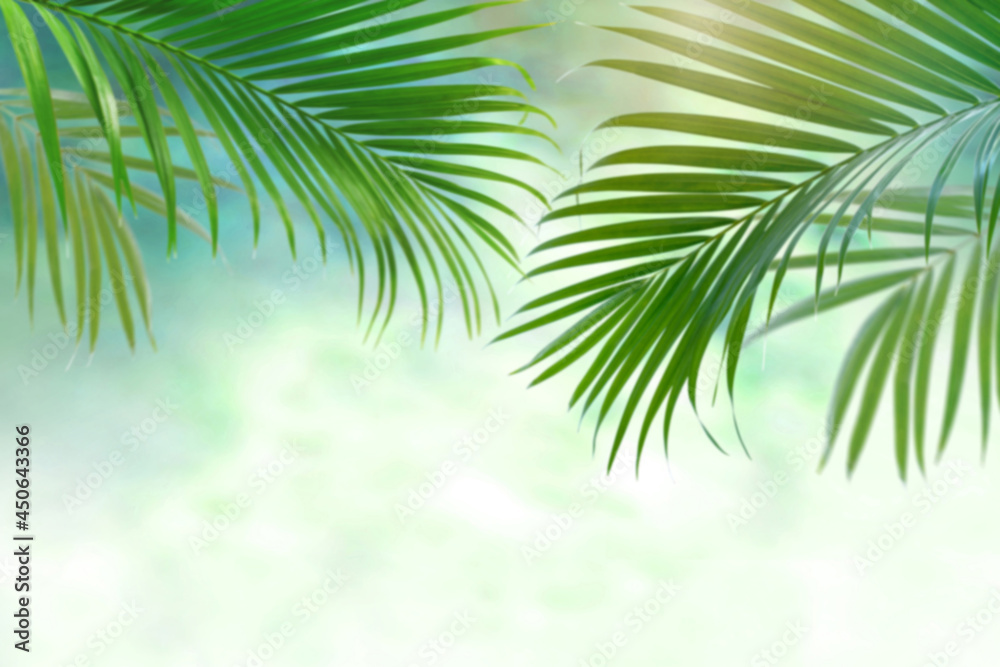 Blurred palm leave background, tropical palm tree with copy space, summer background  for mockup backdrop.