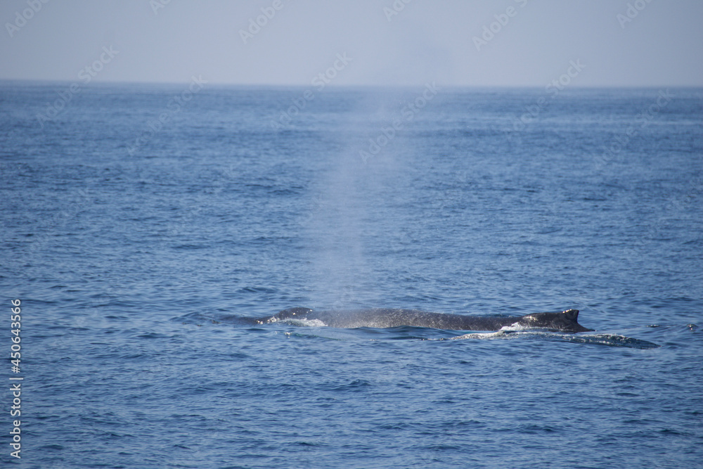 humpback tail humpback tail