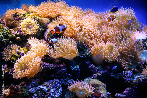 Clown fish swim in bubble anemones in a marine aquarium (Amphiprion). Marine and ocean background..