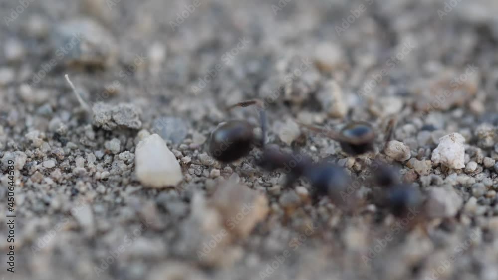 Anthill trail Full HD macro slow motio video. Ants crossing their path in sandy soil. They were filmed in their natural environment. Anthill trail Full HD macro slow motio video. Ants crossing their path in sandy soil. They were filmed in their natural environment.