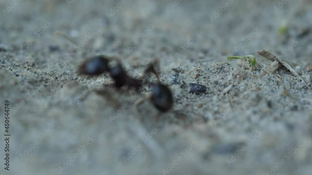 Anthill trail 4K macro video. Ants crossing their path in sandy soil. They were filmed in their natural environment. Anthill trail 4K macro video. Ants crossing their path in sandy soil. They were filmed in their natural environment.