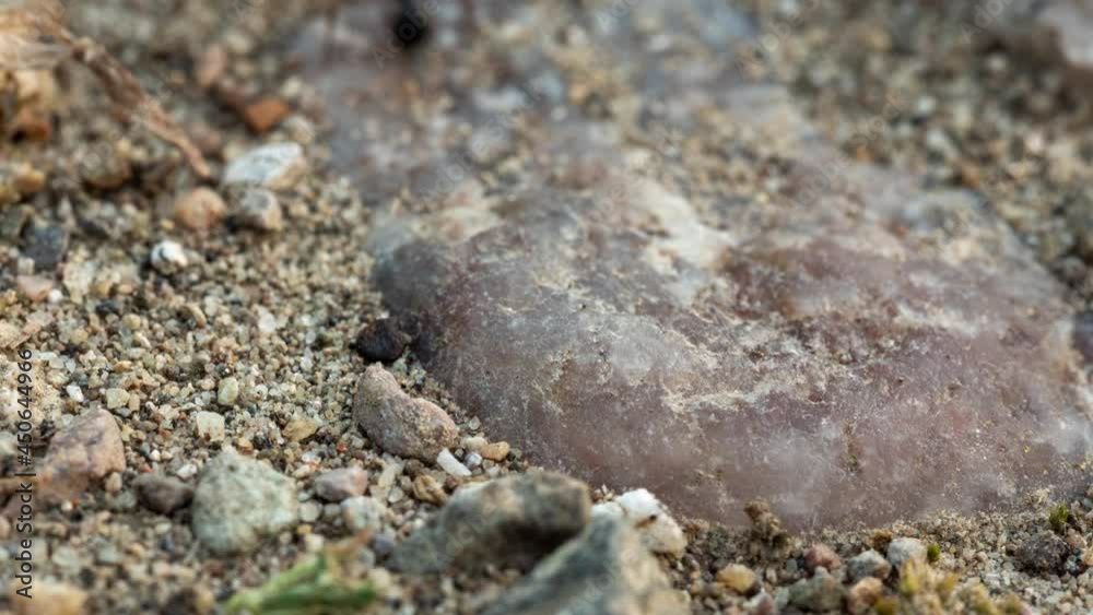 Anthill trail 4K macro timelapse. Ants crossing their path in sandy soil. They were filmed in their natural environment.