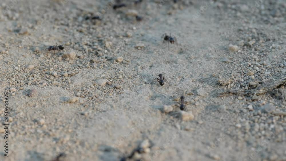 Anthill trail 4K macro video. Ants crossing their path in sandy soil. They were filmed in their natural environment. Anthill trail 4K macro video. Ants crossing their path in sandy soil. They were filmed in their natural environment.