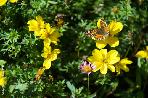 butterfly on a flower