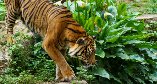 A Sumatran tiger or Panthera Tigris Sondaica hunting photo
