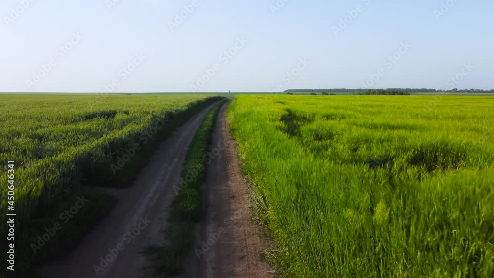 Unripe wheat and barley fields and dirt road between them Unripe wheat and barley fields and dirt road between them