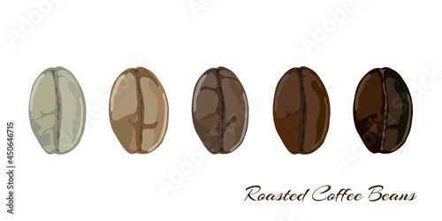 Coffee beans showing various stage of roasting from the green bean through to a dark roast. EPS10 vector format