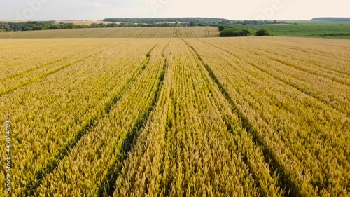 Wallpaper Mural Aerial view of the ripening wheat field Torontodigital.ca