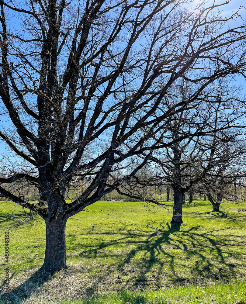 Trees without leaf and tree shadows in spring
