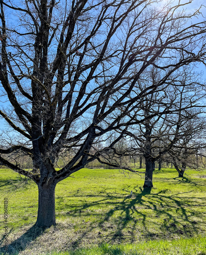 Trees without leaf and tree shadows in spring