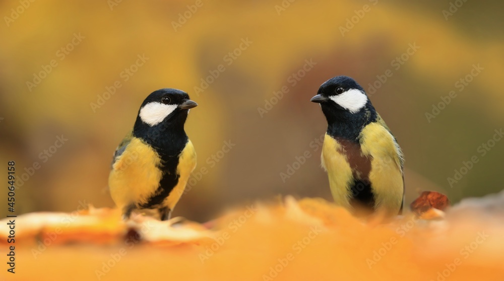 Naklejka premium Two Great tit sitting on on the ground. Wildlife scene from autumn nature. Song bird in nature habitat. Parus major.
