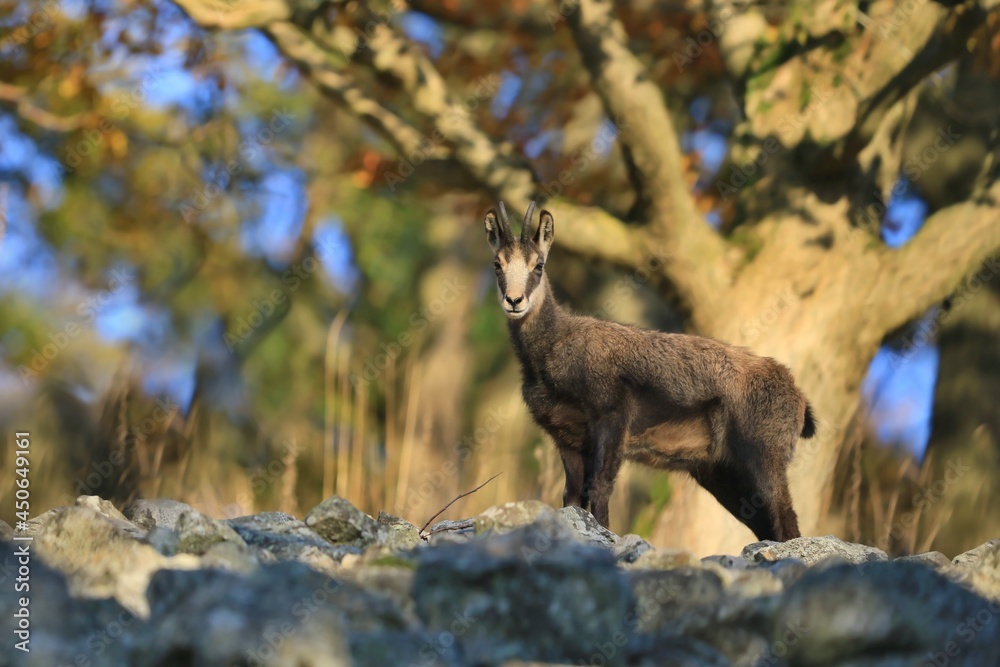 Chamois, Rupicapra rupicapra, in the stone hill. Studenec hill, Czech Republic. Animal from Alp. Chamois, Rupicapra rupicapra, in the stone hill. Studenec hill, Czech Republic. Animal from Alp.