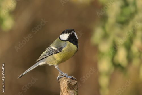 Great tit sitting on on the branch. Wildlife scene from autumn nature. Song bird in nature habitat. Parus major.