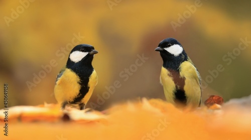Two Great tit sitting on on the ground. Wildlife scene from autumn nature. Song bird in nature habitat. Parus major.