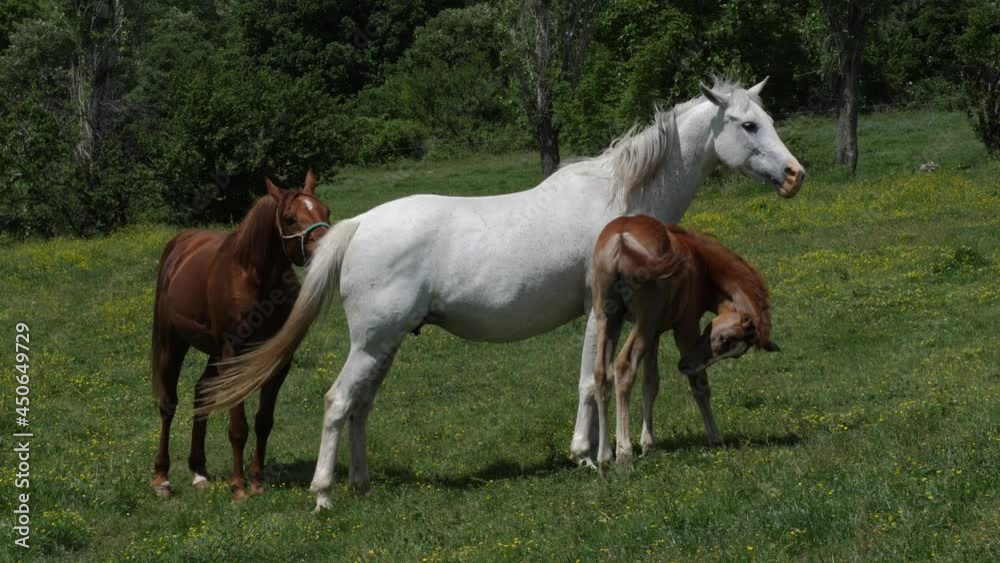 Horse mating ritual. Horses make love. A little horse walks around them. Horse mating ritual. Horses make love. A little horse walks around them.