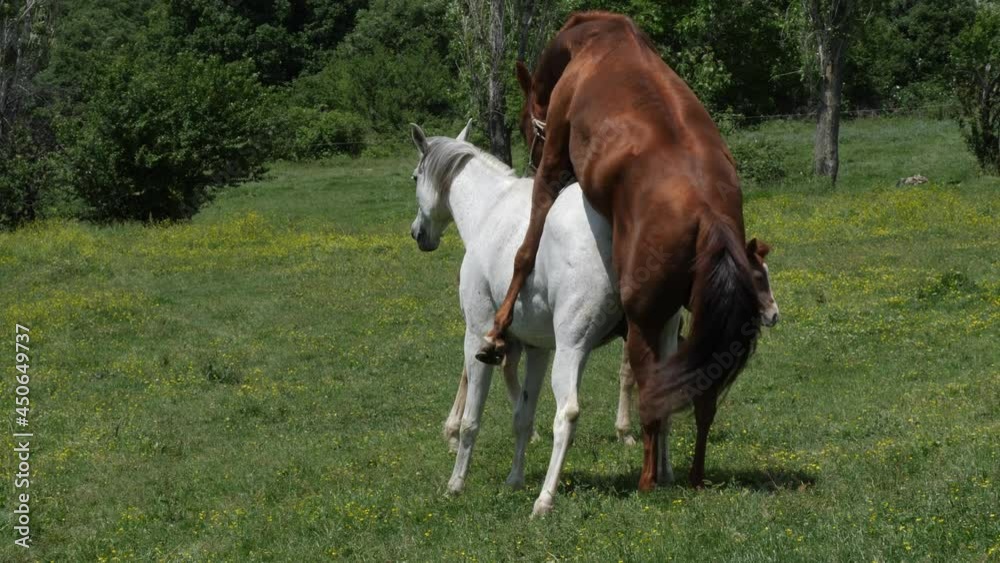Horse mating ritual. Horses make love. A little horse walks around them. Horse mating ritual. Horses make love. A little horse walks around them.