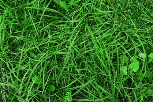 Juicy green grass texture for background. Green lawn pattern and texture background.