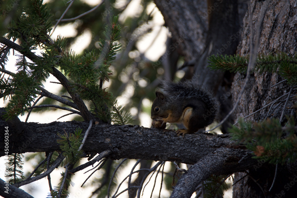 Obraz premium squirrel on tree
