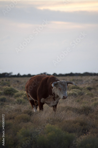 Fototapeta Naklejka Na Ścianę i Meble -  cow in the field