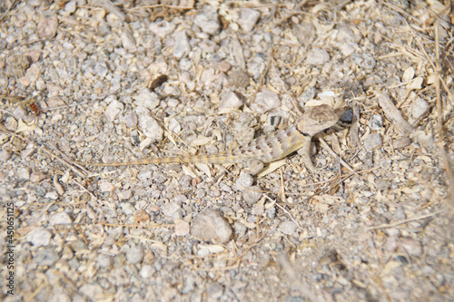 lizard on the sand