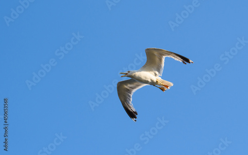 A seagull in flight with an open beak against the background of a clear sky.