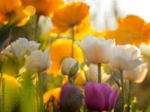 Tulips of yellow and other colors. Beautiful Dutch tulips. Shot in soft artistic tones