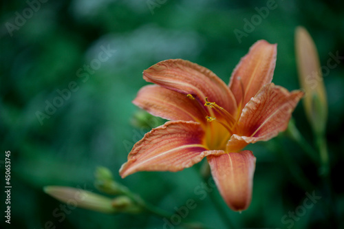 Tiger lily close-up  floral background  spring time