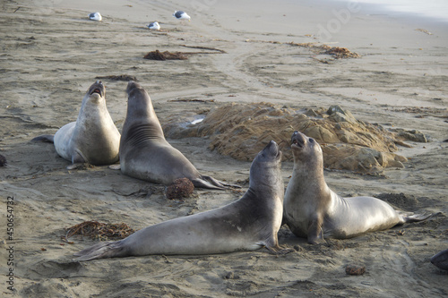 island sea lions