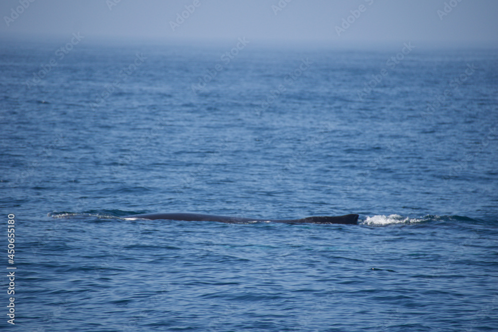 Fototapeta premium humpback tail