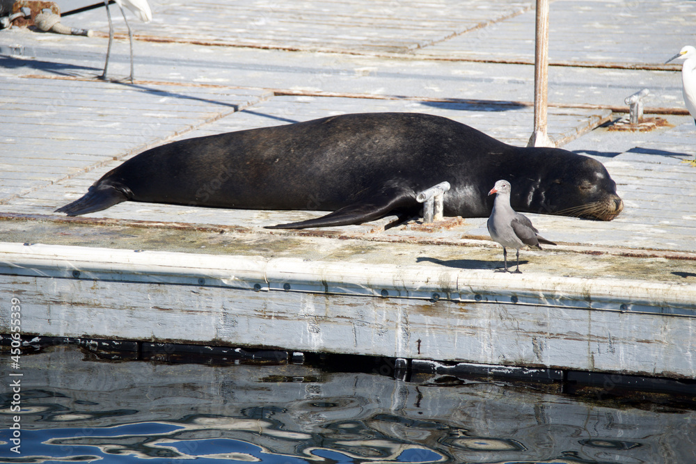 Fototapeta premium seal in the zoo