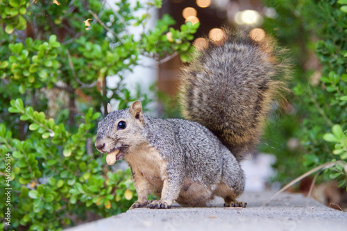 squirrel in the park