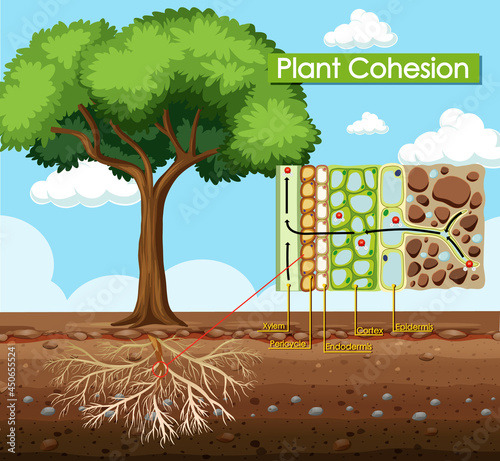 Diagram showing Plant Cohesion