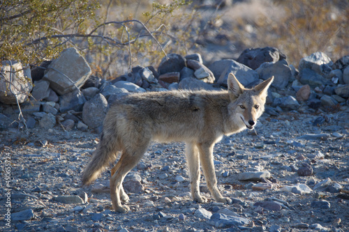 black backed jackal