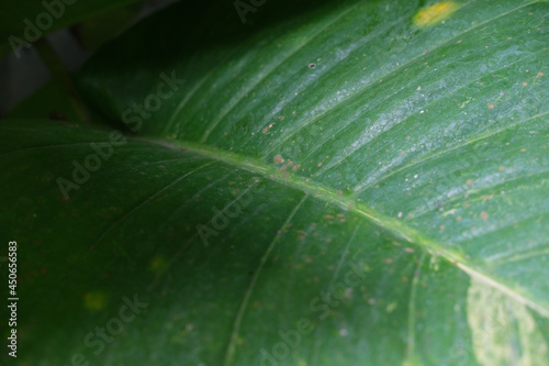 Green leaf surface closeup. Use as background photo