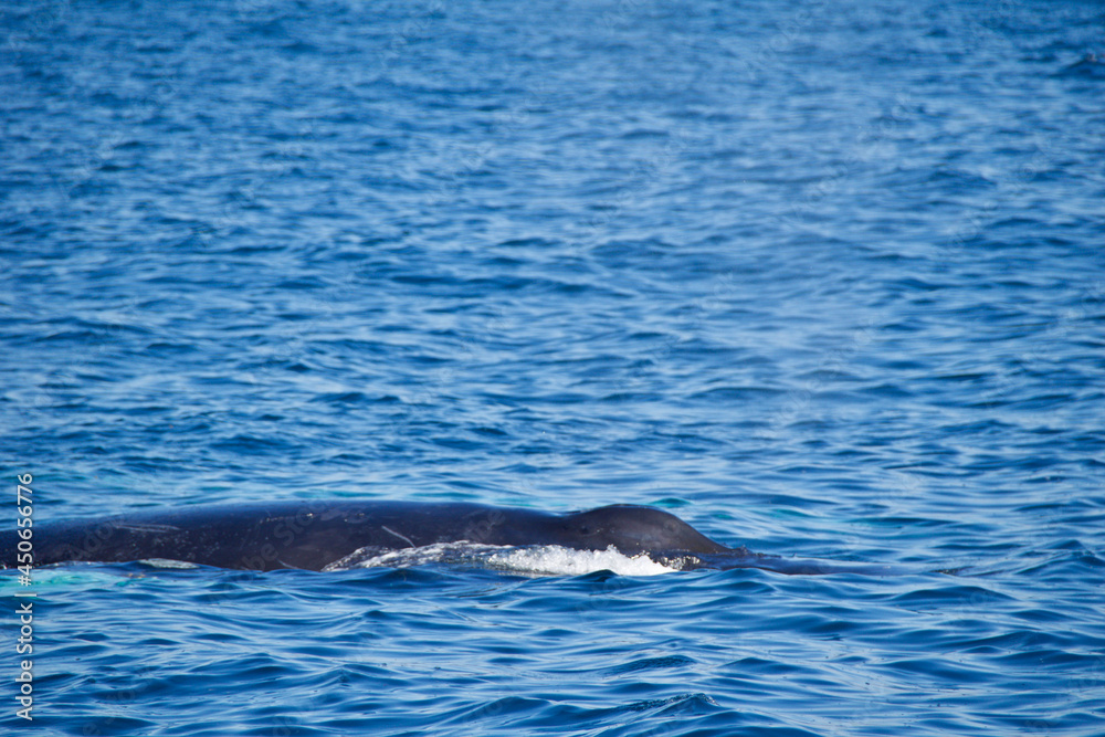 pair of dolphins pair of dolphins